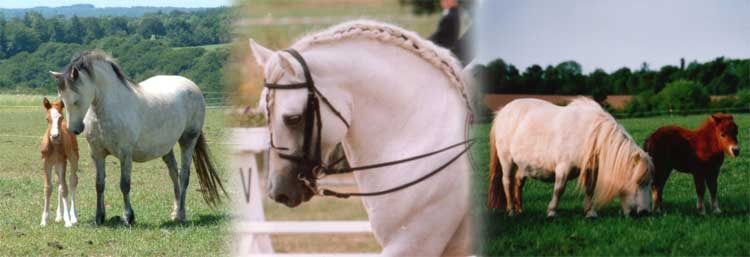 Photo des 3 types de poneys : Sport, Highlands, Shetlands